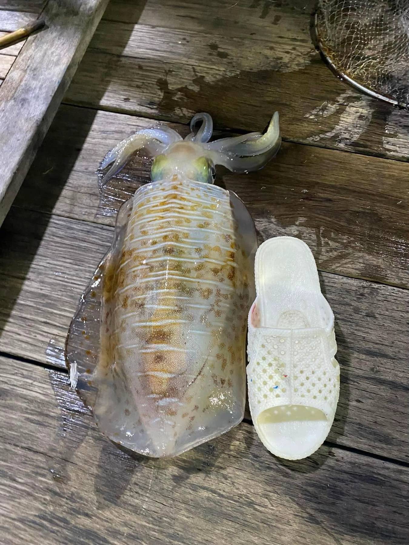 Phần quà của biển dành cho những vị khách may mắn