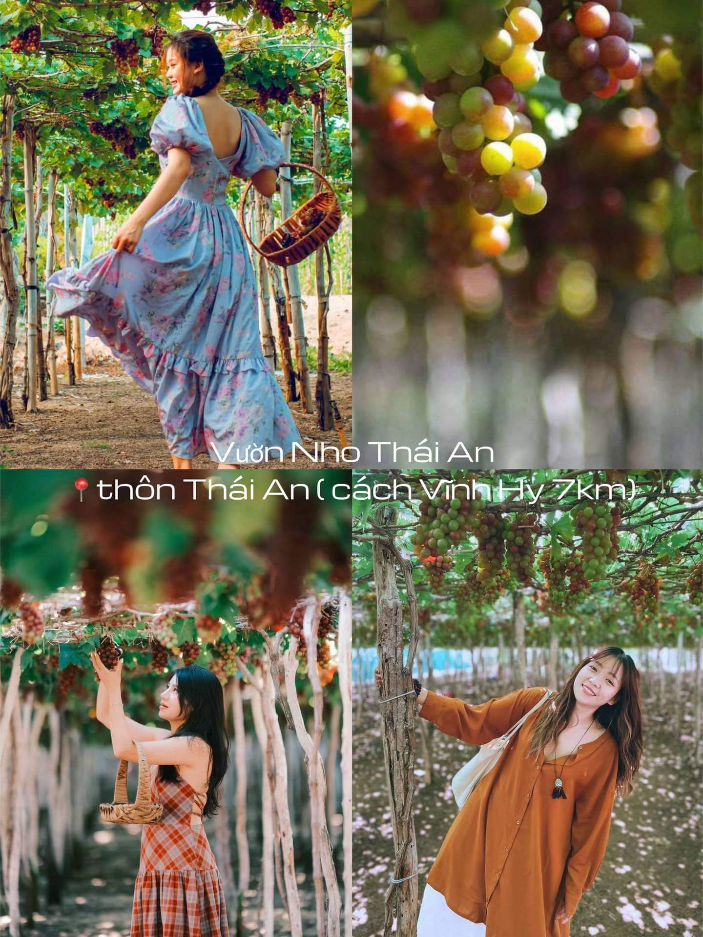 Làng nho Thái An là điểm đến trải nghiệm rất thú vị khi đi du lịch Vĩnh Hy