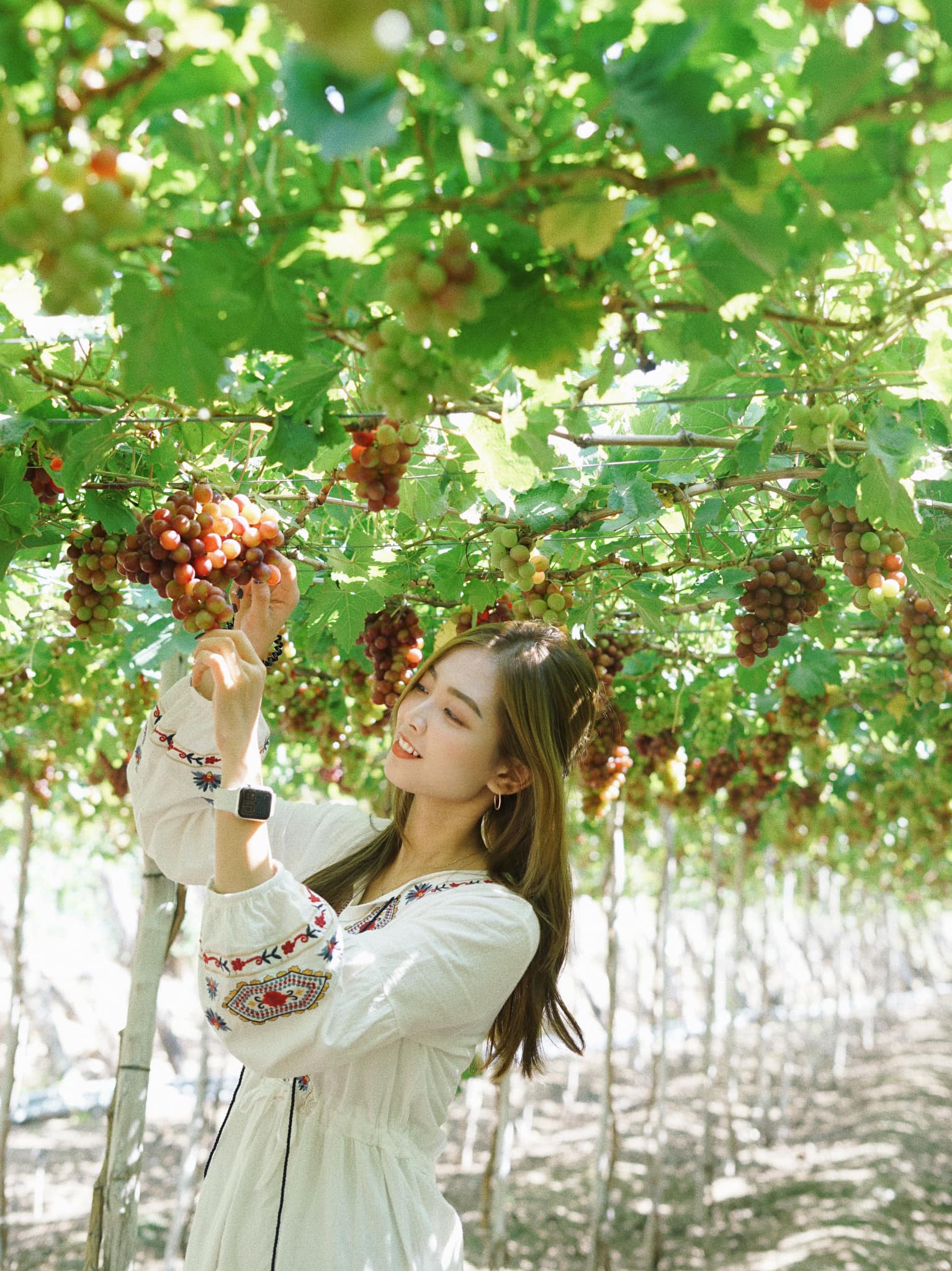 Tham quan làng nho Thái An trong tou Ninh Chữ Vĩnh Hy 3 ngày 2 đêm