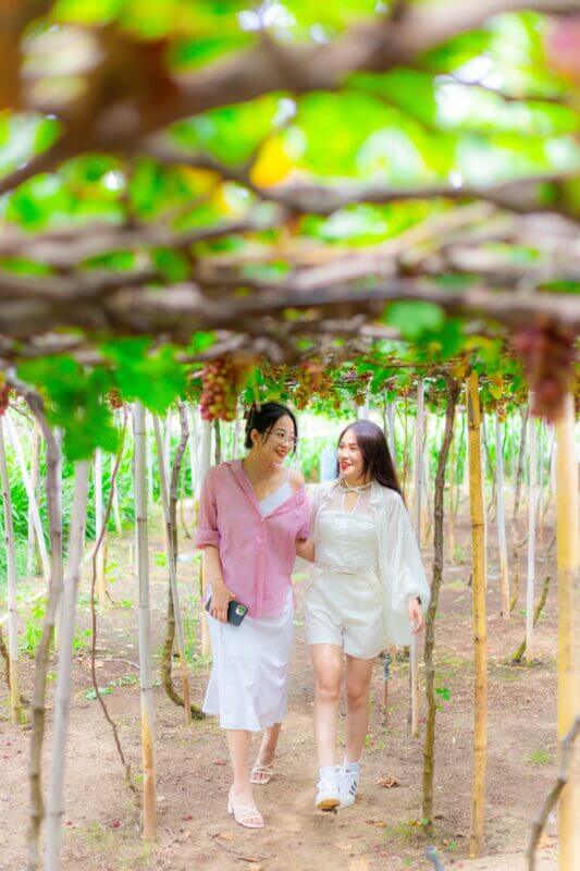 Làng nho Thái An là một điểm đến hấp dẫn trong tour Vĩnh Hy 2 ngày 1 đêm